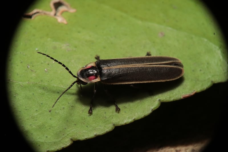 Firefly Dance